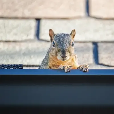 Squirrel in gutter of house