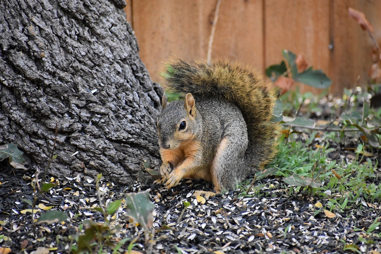 Fox Squirrel