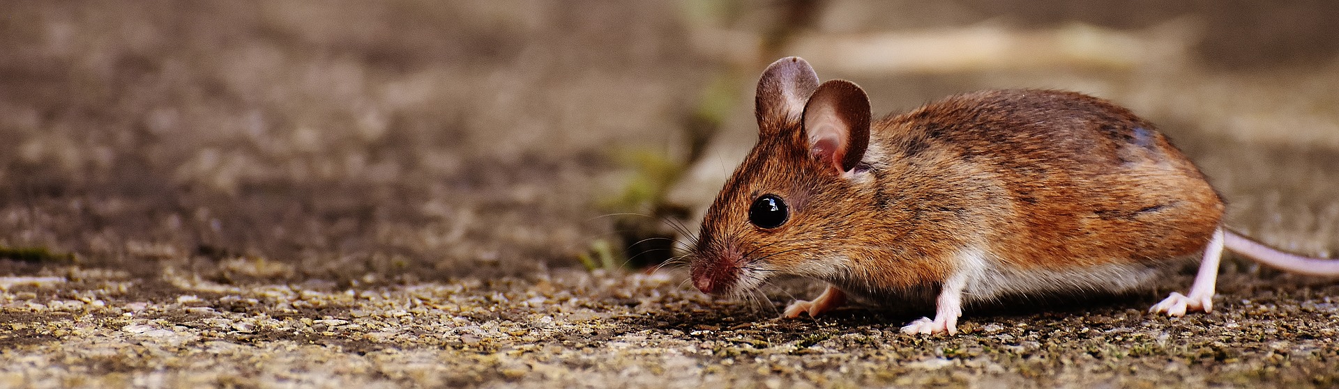 Field Mouse