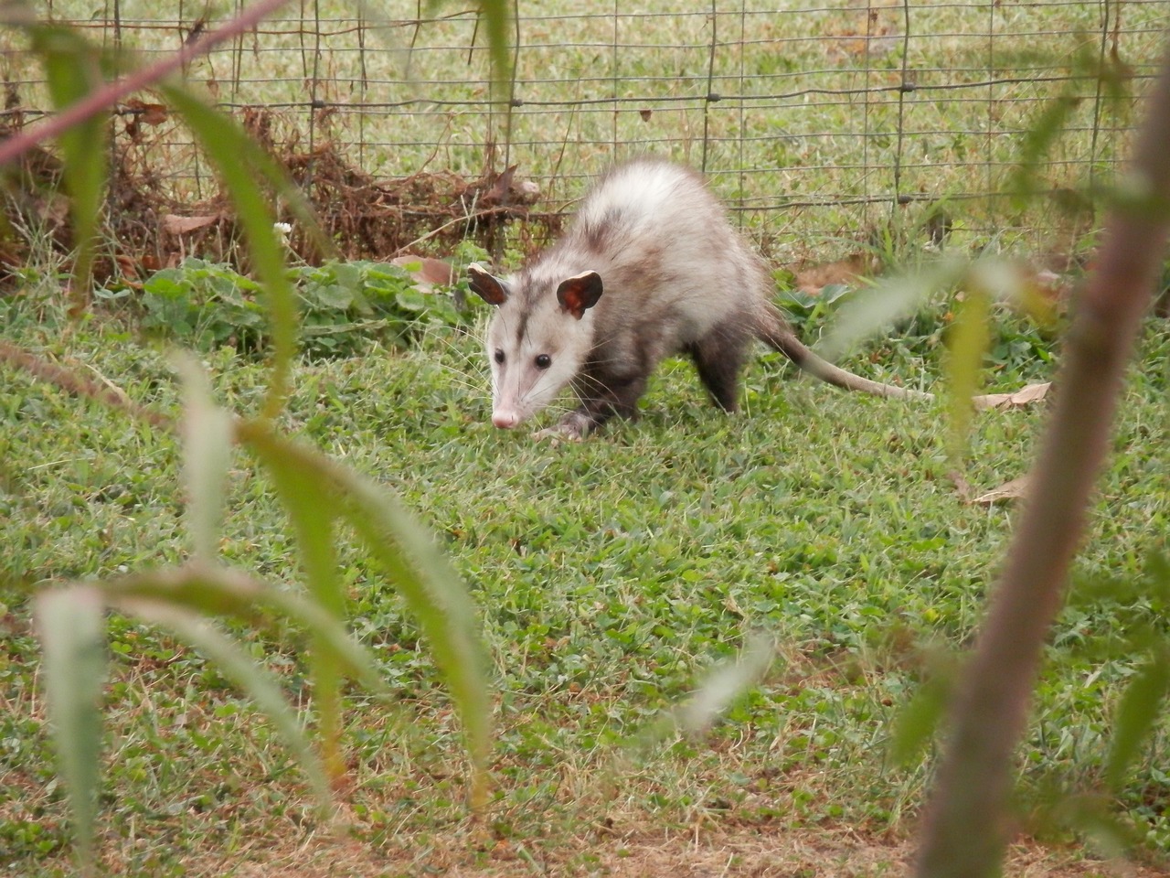 Possum In Yard