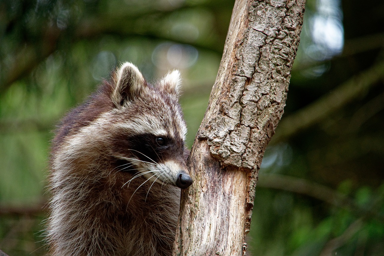 Raccoon sitting in tree