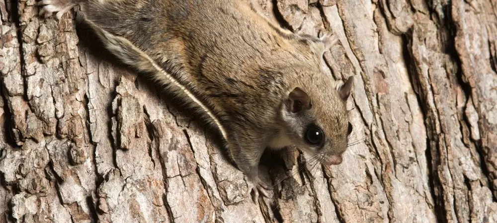 Flying Squirrel