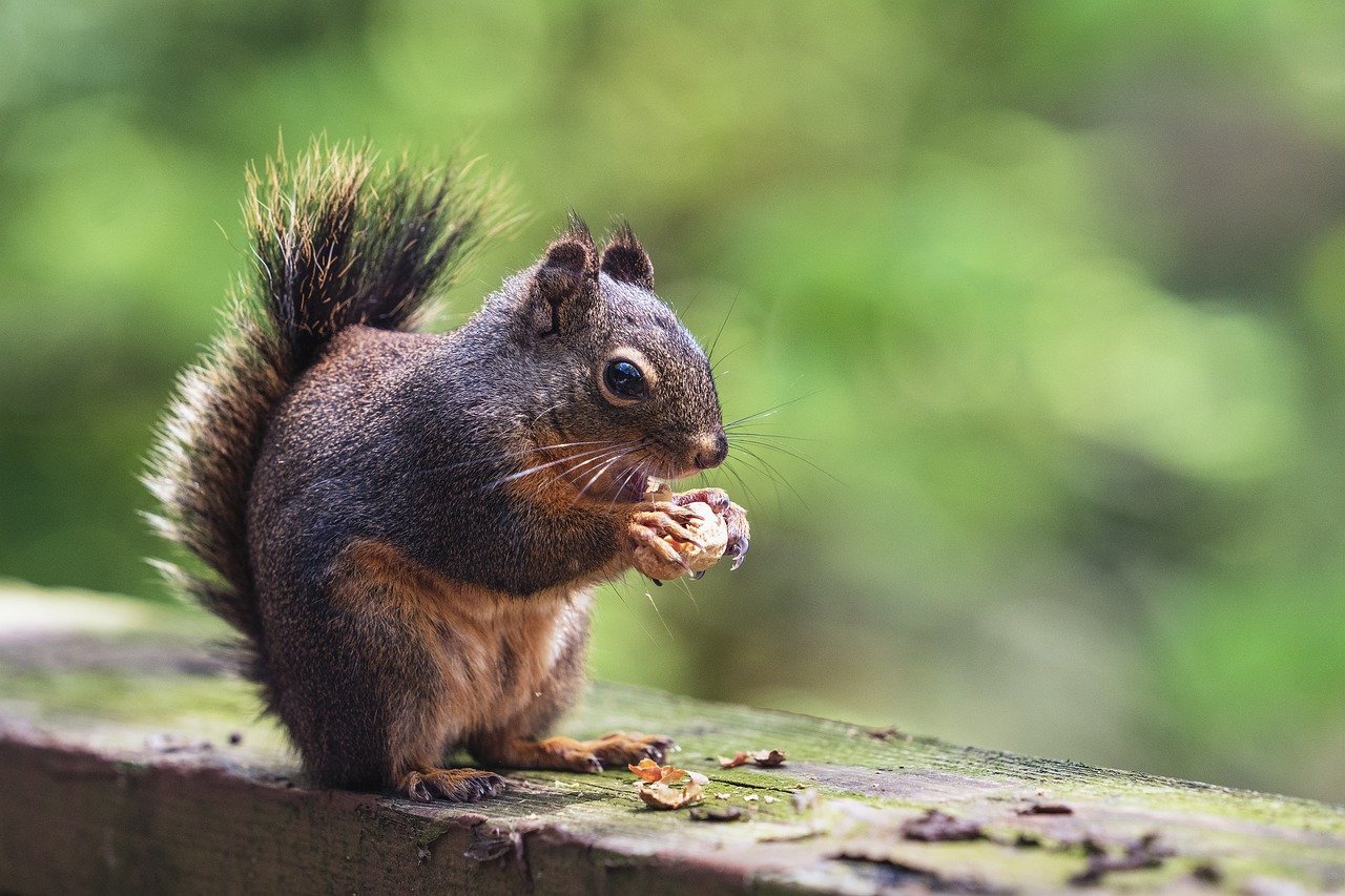 Squirrel Eating Nut