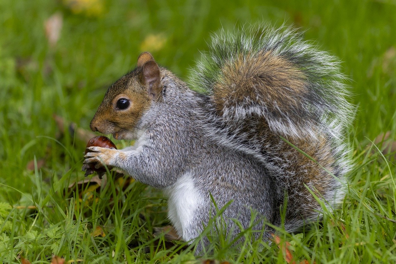 Eastern Gray Squirrel