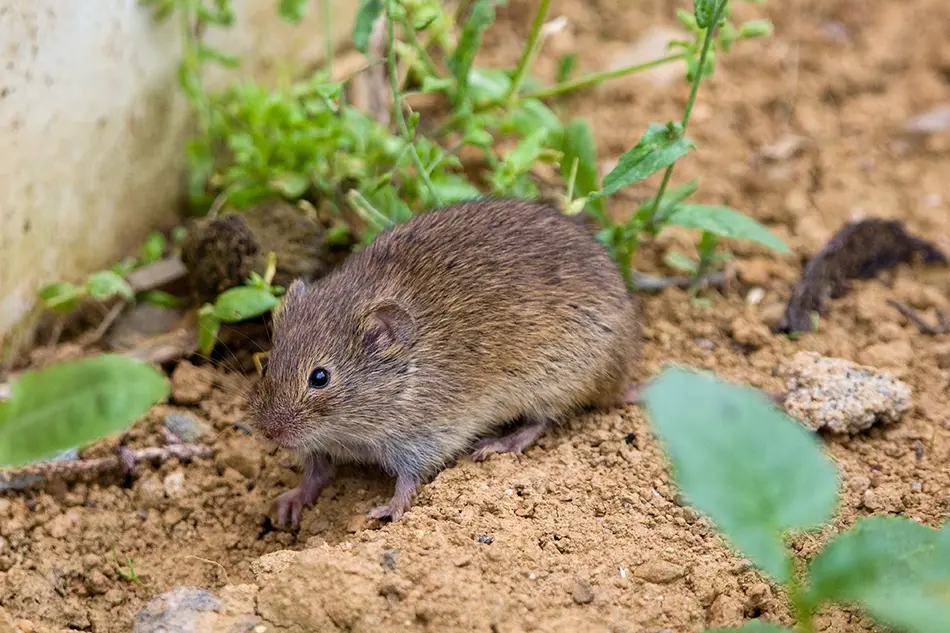 Vole