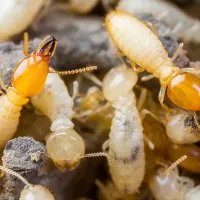 Termite Treatment