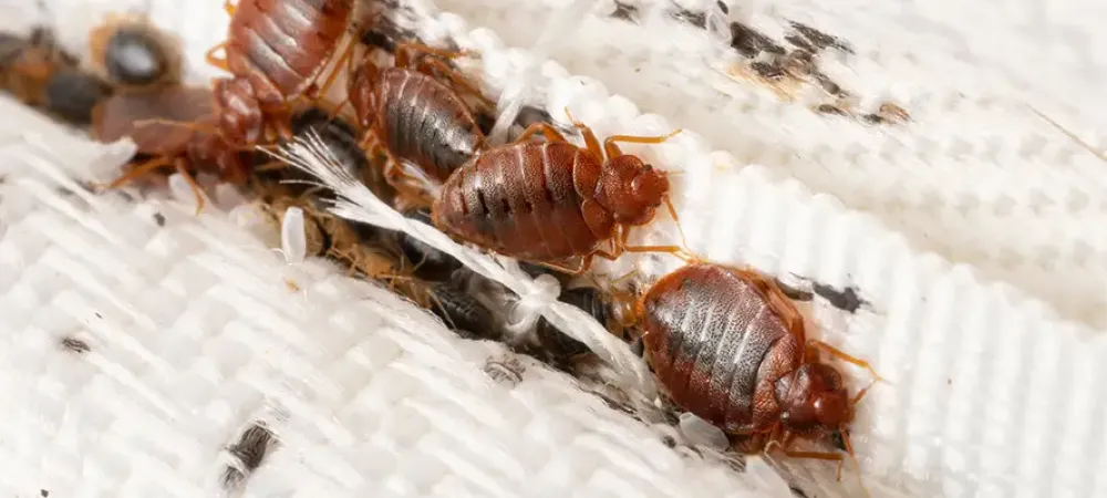 bed bugs on a mattress