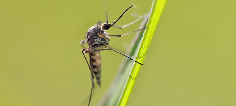 mosquito on grass blade