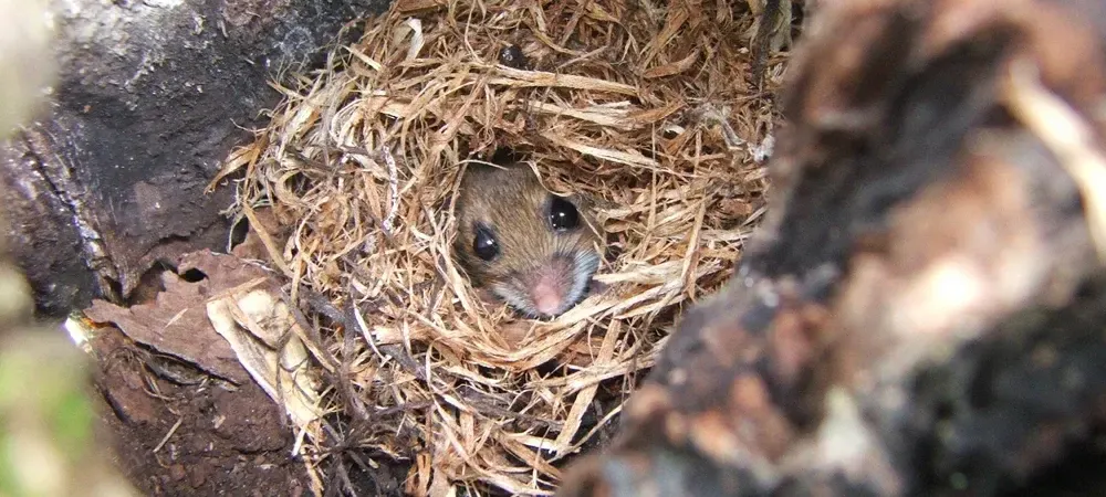 Mouse Looking Out Of Nest In Tree