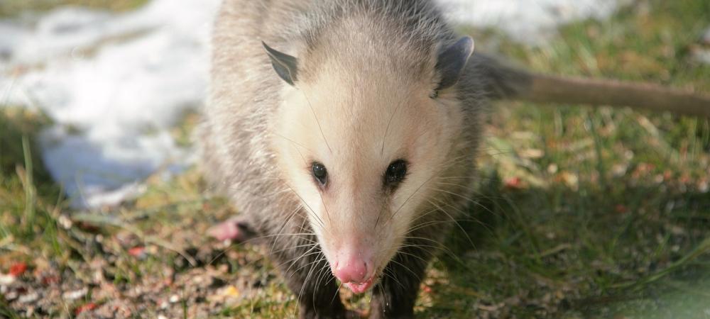 Opossum In Yard