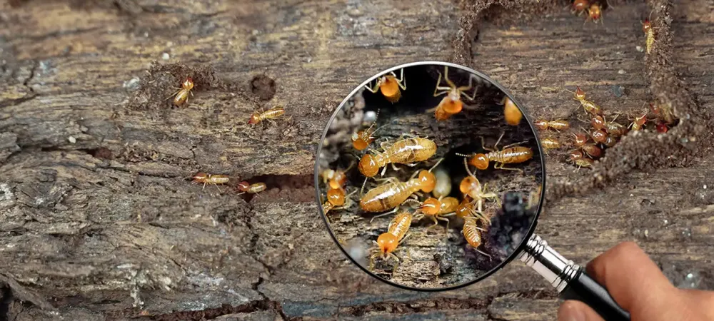 termites under magnifier