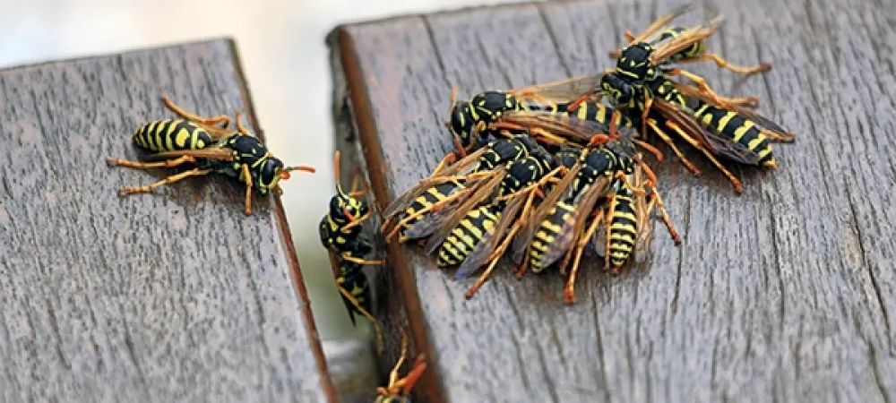 several wasps